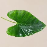 fresho! Colocasia Leaf - Organically Grown, 10 pcs